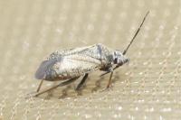 Heterocordylus tibialis