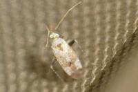 Compsidolon salicellum