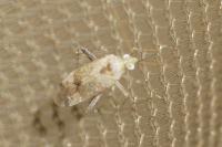 Compsidolon salicellum