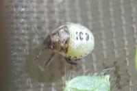 Stagonomus venustissimus
