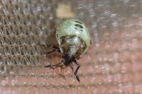 Stagonomus venustissimus