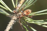 Leptoglossus occidentalis