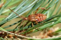 Leptoglossus occidentalis