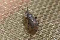 Plagiognathus arbustorum