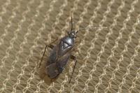 Plagiognathus arbustorum