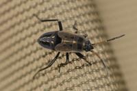 Graptopeltus lynceus