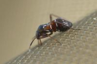 Pilophorus cinnamopterus