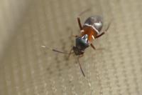 Pilophorus cinnamopterus