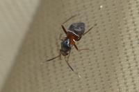 Pilophorus cinnamopterus