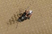 Heterogaster urticae
