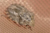Eurygaster maura