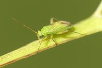 Oncotylus punctipes