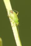 Oncotylus punctipes