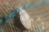 Tingis crispata