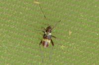 Closterotomus fulvomaculatus