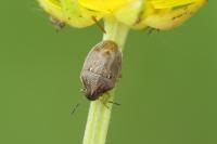 Neottiglossa pusilla