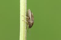 Neottiglossa pusilla