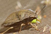 Eurygaster testudinaria