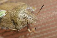 Eurygaster testudinaria