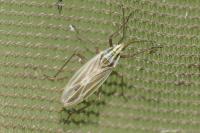 Acetropis gimmerthalii