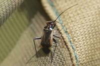 Adelphocoris seticornis