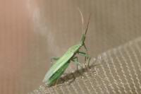 Stenodema calcarata