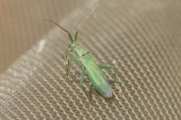 Stenodema calcarata