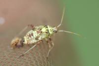 Rhabdomiris striatellus