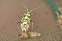 Rhabdomiris striatellus