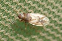 Cymus aurescens