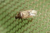 Cymus aurescens