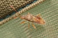 Rhopalus maculatus