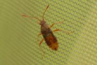 Rhopalus maculatus
