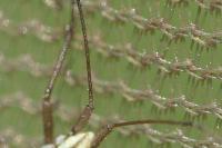 Acetropis gimmerthalii