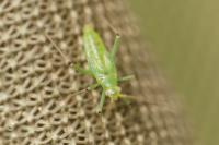 Blepharidopterus angulatus