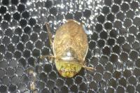 Ilyocoris cimicoides