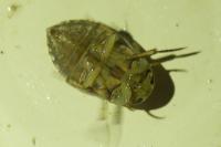 Ilyocoris cimicoides