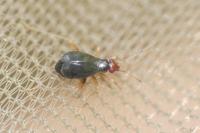 Orthonotus rufifrons