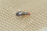 Orthonotus rufifrons