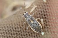 Brachycarenus tigrinus