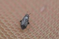 Chlamydatus pullus