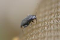 Chlamydatus pullus