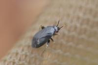 Chlamydatus pullus