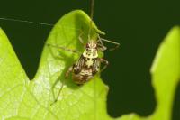 Rhabdomiris striatellus