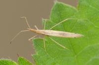 Berytinus hirticornis hirticornis