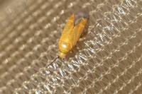 Plagiognathus fulvipennis