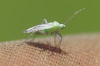 Macrotylus solitarius