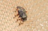 Hypseloecus visci