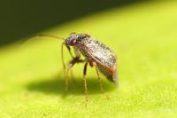 Hypseloecus visci