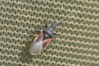 Oxycarenus lavaterae
